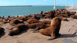 En inmediaciones a Viedma, son un total de 14 kilómetros de costa que permanecerán cerrados por dos semanas.