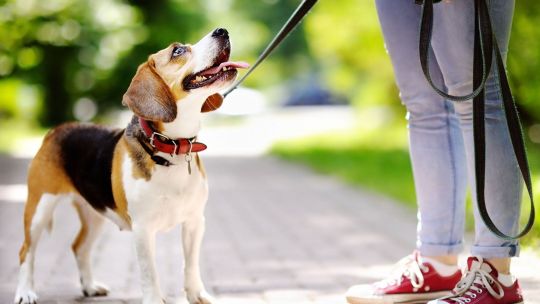 La Universidad de Buenos Aires y una novedad: enseña cómo ser paseador de perros profesional