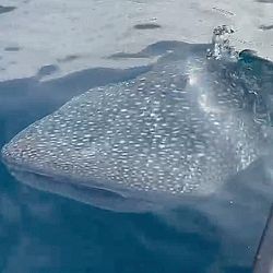 Tiburón ballena, se vieron varios, pero éste pasó al lado de la embarcación, justo para la foto. Es una especie inofensiva. 