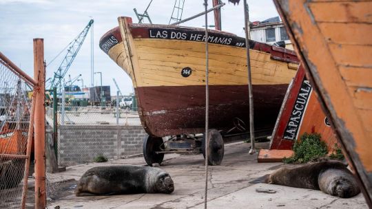 Se extiende por la costa argentina la epidemia de lobos marinos afectados por gripe aviar