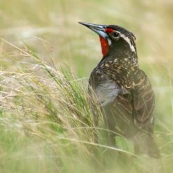 La especie se encuentra en serio peligro de extinción en Argentina, Brasil y Uruguay.