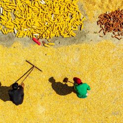 Vista aérea de agricultores secando maíz, en el poblado de Guanyindong, en el suroeste de China. | Foto:Xinhua/Fan Hui