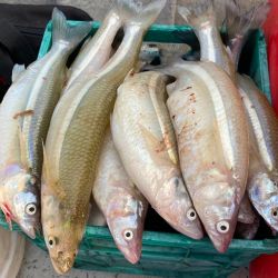 Muy cerca de Madariaga y Pinamar, La Salada sigue siendo una de las mejores lagunas del país