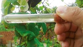 Larvas de los mosquitos vectores del dengue.