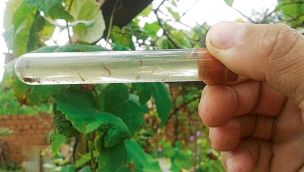 Larva de mosquitos 