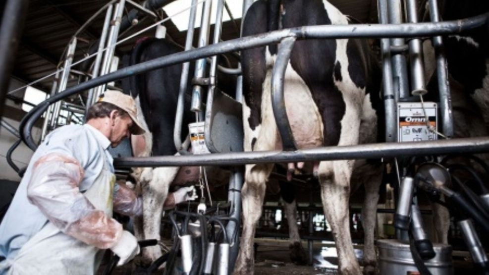Impulsan que la producción láctea sea declarada economía regional 