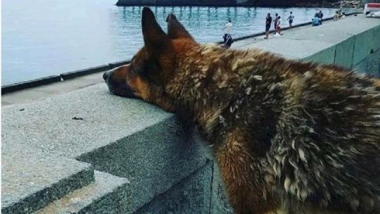 Murió “Hachiko de Crimea”, el perro que nunca perdió la esperanza de volver a ver a su dueño fallecido