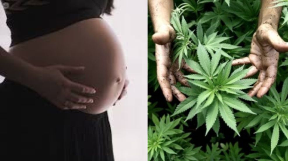 Advierten sobre los efectos del cannabis en niños y embarazadas