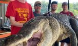 Increíble: un pescador norteamericano capturó un cocodrilo con un milenario tesoro en su estómago