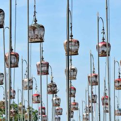 Los pájaros se sientan en jaulas durante un concurso de canto de pájaros en la provincia de Narathiwat, en el sur de Tailandia. Foto de Madaree TOHLALA / AFP | Foto:AFP