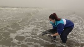 El animal regresó a su hábitat, sano y salvo.