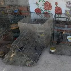Todos los animales se encontraban, hacinados, en jaulas.