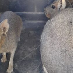 Entre las aves rescatadas había especies como jilgueros, rey del bosque, zorzal, una reinamora, un cardenal rojo, un pepitero de collar y corbatitas,