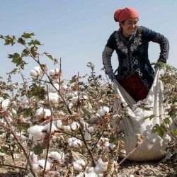 Una mujer uzbeka recoge algodón en un campo a unos 65 km de la capital, Tashkent. Foto de Temur ISMAILOV / AFP | Foto:AFP