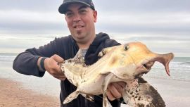 La especie tiene una gran cita el próximo 1 de octubre en Mar del Sur, bajo la organización del Club Pescadores Albatros de Miramar. Será la 16° edición de la Fiesta del Pez Elefante.