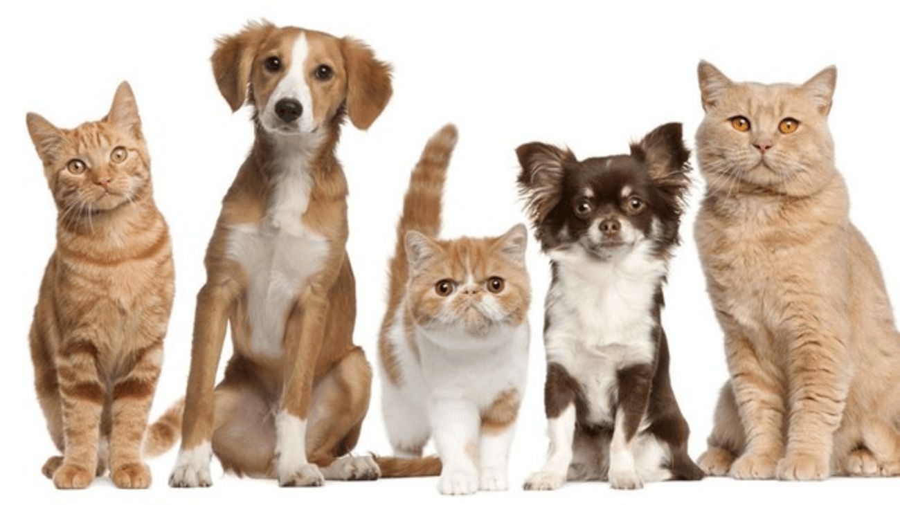 Plantillas web de Mascotas y animales, Negocios