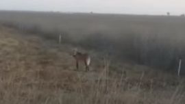 El aguará guazú fue captado en La Pampa.