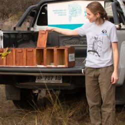 Los nueve ejemplares rehabilitados ya vuelan en libertad.