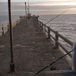 Buenas noticias en el informe semanal que llega de la zona sur, con un cierre de temporada que viene con matungos en el Río de la Plata.