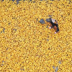 Un agricultor seca maíz cosechado en una aldea de Lianyungang, en la provincia de Jiangsu, al este de China. Foto de AFP | Foto:AFP