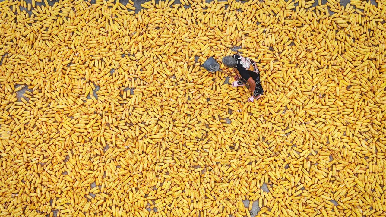 Un agricultor seca maíz cosechado en una aldea de Lianyungang, en la provincia de Jiangsu, al este de China. Foto de AFP | Foto:AFP