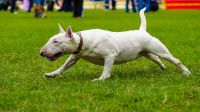 Bull Terrier