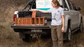 Los nueve ejemplares rehabilitados ya vuelan en libertad.