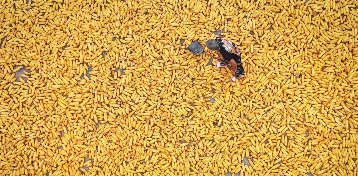 Un agricultor seca maíz cosechado en una aldea de Lianyungang, en la provincia de Jiangsu, al este de China. Foto de AFP
