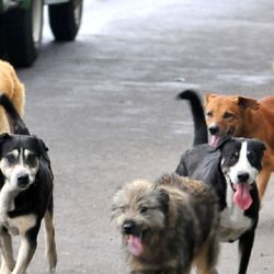 En la Argentina, hay 6.00.000 millones de perros y gatos en la calle.