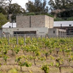 Chapadmalal, en la provincia de Buenos Aires, tiene uno de los viñedos más jóvenes del país.