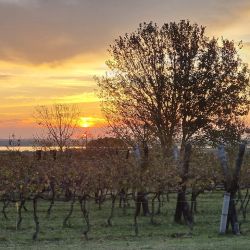 Viñedos de Entre Ríos y su particular clima.