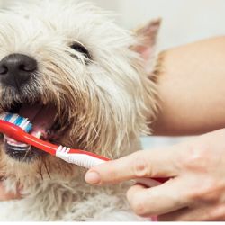 Cepillarle los dientes frecuentemente ayuda a combatir el mal aliento.