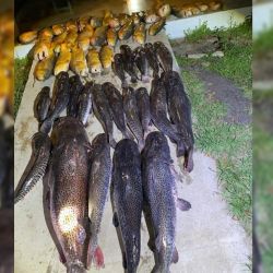 En Corrientes y en Tucumán detuvieron a furtivos con una importante cantidad de peces en su poder, la mayoría, de especies cuidadas en cada provincia. 