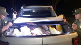En Corrientes y en Tucumán detuvieron a furtivos con una importante cantidad de peces en su poder, la mayoría, de especies cuidadas en cada provincia.