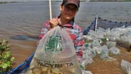 Además del pacú, se producen en las distintas estaciones bogas, sábalos, salmón de río, dorados y las dos especies de surubí, el pintado y el atigrado.
