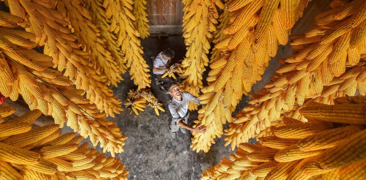 Imagen de agricultores ventilando maíz recién cosechado, en el distrito autónomo miao de Songtao, en el suroeste de China.