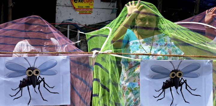 Miembros del partido Congreso Nacional Indio y residentes locales se encuentran bajo mosquiteros durante una protesta a lo largo de una carretera en Calcuta, para condenar el fracaso de la Corporación Municipal de Calcuta (KMC) en controlar el reciente aumento del dengue y otras enfermedades transmitidas por vectores. alrededor de la ciudad.