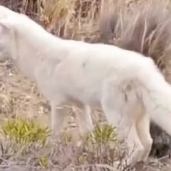 El zorro gris albino soprendió a los vecinos de Comodoro Rivadavia.
