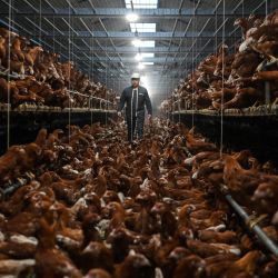 Un trabajador camina entre las gallinas en un gallinero de la empresa Gatineau en Menomblet, oeste de Francia. | Foto:Sébastien Salom-Gomis / AFP