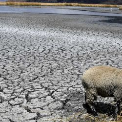 Una oveja se encuentra sobre tierra agrietada en el área de Bahía Cohana del lago Titicaca, compartida por Bolivia y Perú, en el Altiplano boliviano. Los niveles de agua del lago Titicaca están en mínimos históricos debido al cambio climático y una sequía severa. | Foto:AIZAR RALDES / AFP