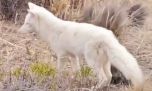 Mirá el hermoso zorro gris albino que avistaron en una ciudad de Chubut