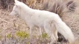 El zorro gris albino soprendió a los vecinos de Comodoro Rivadavia.