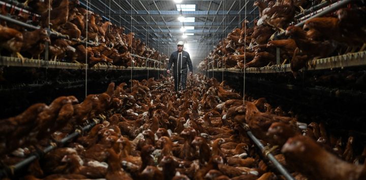 Un trabajador camina entre las gallinas en un gallinero de la empresa Gatineau en Menomblet, oeste de Francia.