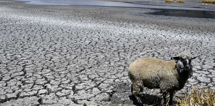 Una oveja se encuentra sobre tierra agrietada en el área de Bahía Cohana del lago Titicaca, compartida por Bolivia y Perú, en el Altiplano boliviano. Los niveles de agua del lago Titicaca están en mínimos históricos debido al cambio climático y una sequía severa.