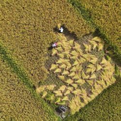 Vista aérea de aldeanos cosechando arroz, en la aldea de Shanshu del distrito de Qianjiang, en el suroeste de China. | Foto:Xinhua/Yang Min