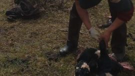 Es el primer caso en la Patagonia Argentina.