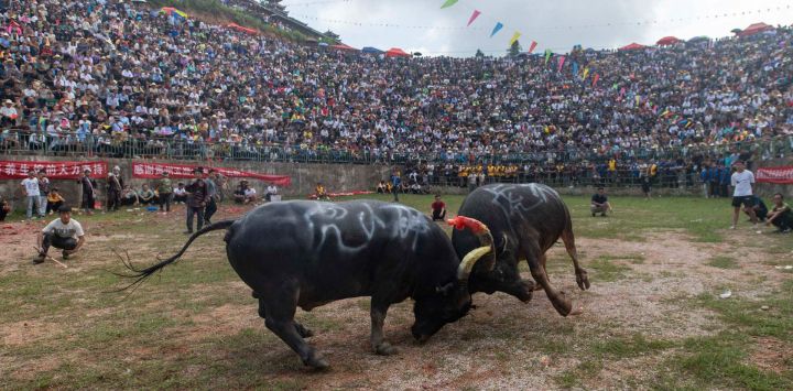 Esta foto muestra a los espectadores que asisten a una corrida de toros en el condado de Congjiang, en la provincia de Guizhou, al suroeste de China.