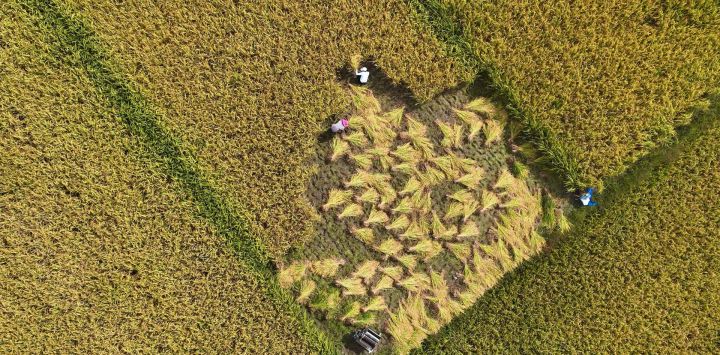 Vista aérea de aldeanos cosechando arroz, en la aldea de Shanshu del distrito de Qianjiang, en el suroeste de China.