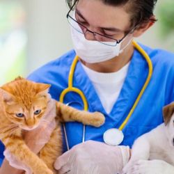 Consultar periódicamente al veterinario ayuda a prevenir la rabia en nuestras mascotas.