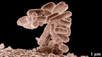 Bacteria Escherichia coli